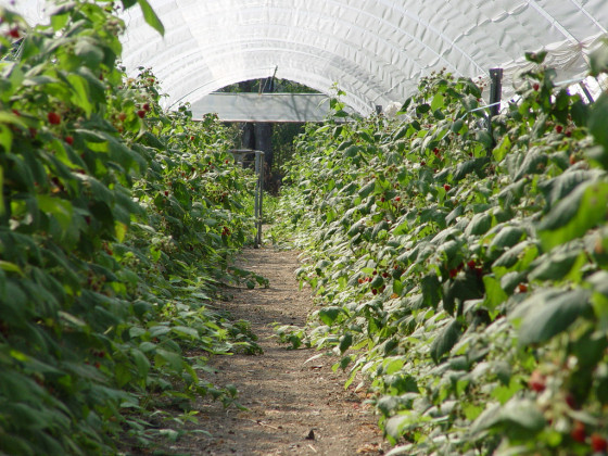 Rayons de framboises