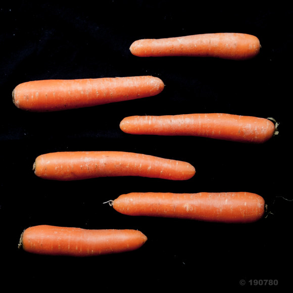 Carottes